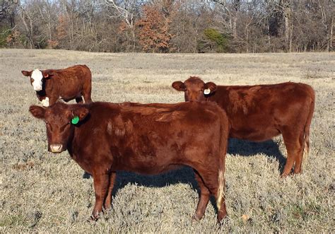 15 <strong>Bred</strong> Heifers. . Bred cows for sale